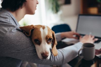 Remote worker and dog